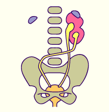 media/module20/t6e_ectocrois.gif