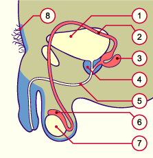 media/module21/u1k_differmale.gif