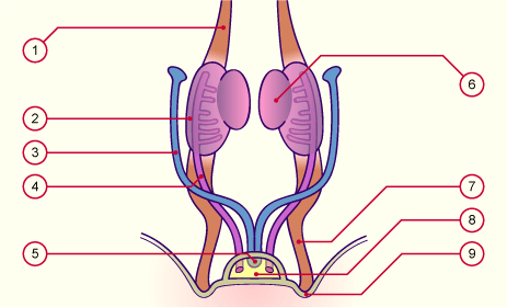 media/module21/u2b_ligam463.gif