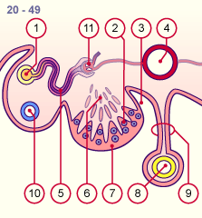 media/module21/u3f3_different.gif