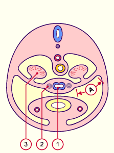 media/module21/u3w3_formligam.gif