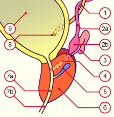 media/module21/u3yd_prostate.gif