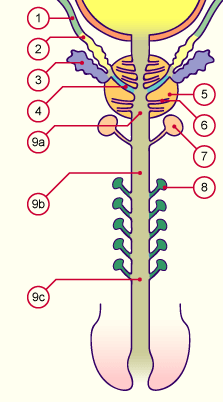 media/module21/u3ye_glandes.gif