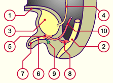 media/module21/u3yf3_devuretre.gif