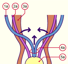 media/module21/u3yg1_diffuterus.gif