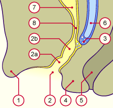 media/module21/u3za2N_formvag.gif