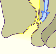 media/module21/u3za4_formvag.gif