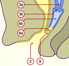 media/module21/u3za5N_formvag.gif