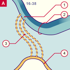 media/module22/v10m_olfact_st16.gif