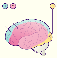 media/module22/v11a_ext_vascul.gif