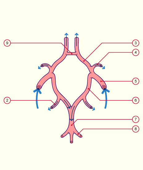 media/module22/v11c_circulcereb_2.gif