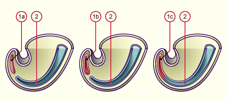 media/module22/v2a_eminCaudale.gif