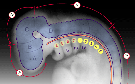 media/module22/v3e_arcsbranch.gif