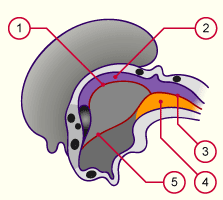 media/module22/v3g_lamalaire.gif