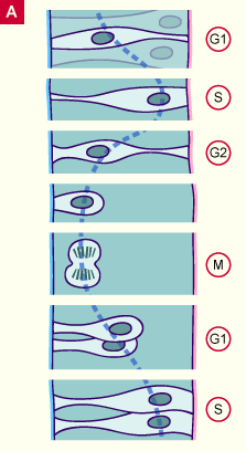 media/module22/v4a_prolifcel.gif