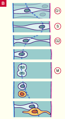 media/module22/v4b_prolifcel.gif