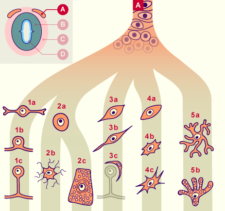 media/module22/v4c_cellulderiveesA.gif