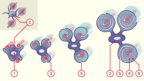 media/module22/v4e2_myelinCentral.gif