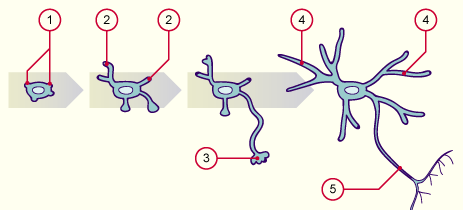 media/module22/v4f_neuron463.gif