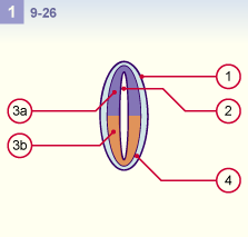 media/module22/v5d_developsegmentPOP1.gif