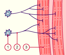 media/module22/v6h1_epissage.gif