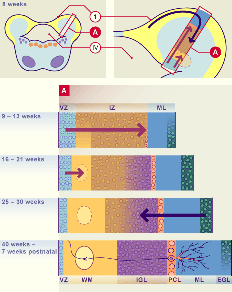 media/module22/v6k_histogcerebel.gif