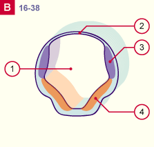 media/module22/v7a_developrostralB_st16.gif