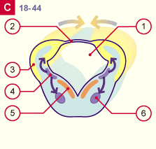 media/module22/v7b_develpontC_st18.gif