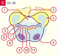 media/module22/v7b_develpontC_st23.gif