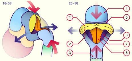 media/module22/v7d_develcervel_st1623.gif