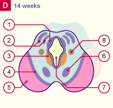 media/module22/v8a_develmesencephD_14w.gif