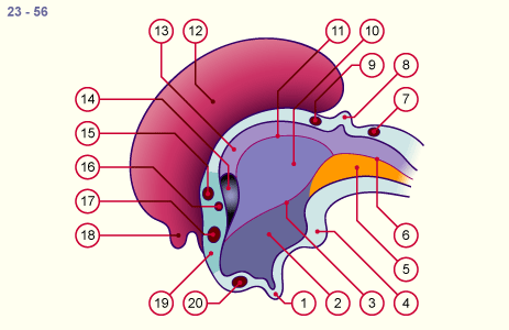 media/module22/v9a_develtelenceph.gif