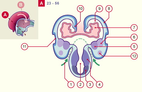 media/module22/v9c_develtelencephA_st23.gif