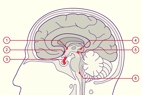 media/module22/v9i_orgcircumventric.gif