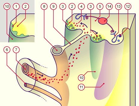 media/module3/3_5_einwurkgen.gif