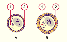 media/module3/c4c_follikelstadien.gif