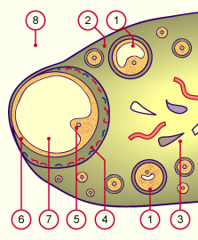 media/module4/d1b_graaffollik.gif