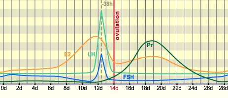 media/module4/d1d_hormonverlauf.gif