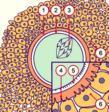 media/module4/d1g1_primoozyteSpindel.gif