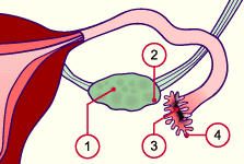 media/module4/d1l_eiabnahmea.gif