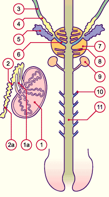 media/module4/d2d_druesen.gif