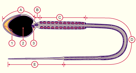 media/module4/d2e_spermium.gif