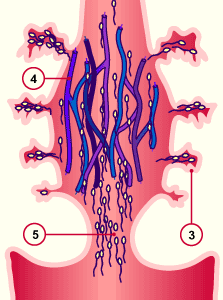 media/module4/d3c_muttermundnach.gif