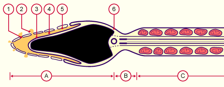 media/module4/d4a_Acro1.gif