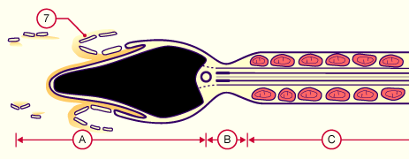 media/module4/d4b_Acro2.gif