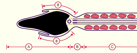 media/module4/d4c_Acro3.gif