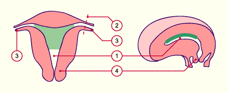 media/module6/g2a_implant.gif