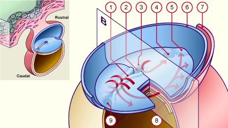 media/module7/h2a4_ligneprim.gif