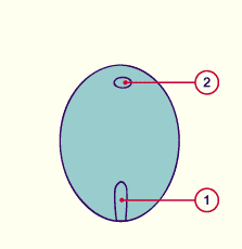 media/module7/h2b_ligneprim15.gif