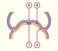 media/module7/h2ib2_cstad8_23.gif